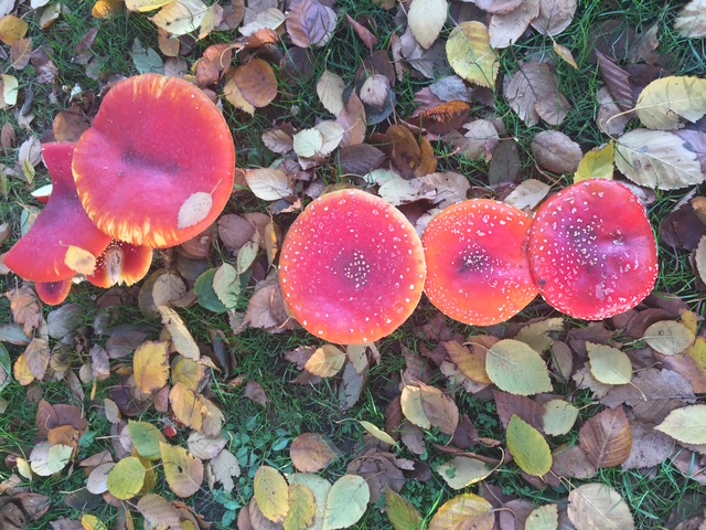 Herfstblues of helingsseizoen? De kracht van de&nbsp;herfstequinox